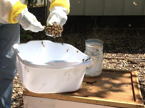 Year Round Varroa Mite Management--Keep Your Hive Alive, July 13 & July 27, Zoom 6:30pm-8pm