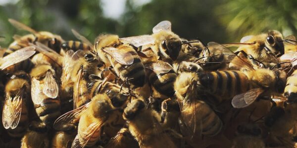 How to Prevent Your Hive from Swarming, Feb 8 & Feb 15 9:30am-11am on Zoom