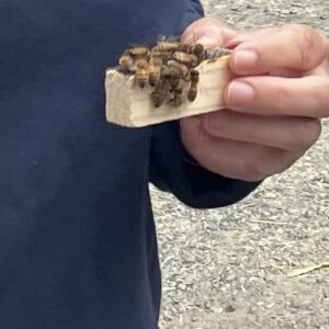 Queen Bees in the Parking Lot, June 19
