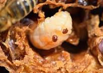 Varroa Mites: Advanced Topics, June 29, 6pm-8pm on Zoom