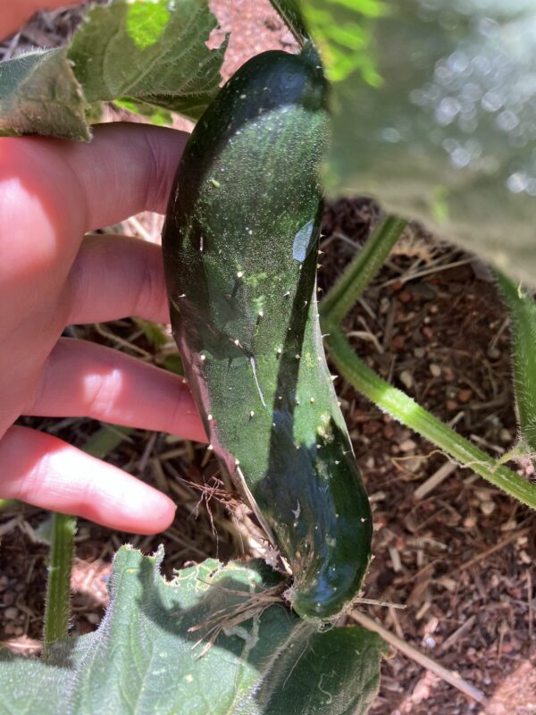 Fermented Pickles 101: Sept 14, 3pm-4pm